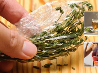 Ilustración 3D científica de una taza de té de tomillo humeante, con ramas de tomillo frescas, de cuyo vapor emana energía hacia modelos anatómicos translúcidos del corazón, pulmones y sistema digestivo. La imagen comunica el soporte herbal del tomillo para los sistemas cardiovascular, respiratorio y nervioso.