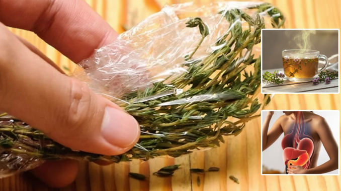 Ilustración 3D científica de una taza de té de tomillo humeante, con ramas de tomillo frescas, de cuyo vapor emana energía hacia modelos anatómicos translúcidos del corazón, pulmones y sistema digestivo. La imagen comunica el soporte herbal del tomillo para los sistemas cardiovascular, respiratorio y nervioso.