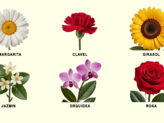 Seis flores (margarita, clavel, girasol, jazmín, orquídea, rosa) para un test de personalidad profundo.
