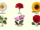 Seis flores (margarita, clavel, girasol, jazmín, orquídea, rosa) para un test de personalidad profundo.