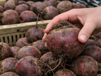 beneficios de la remolacha para el hígado, el colon y la visión — betaína, betalaínas y nitratos naturales