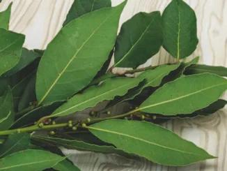 Infusión de té de laurel caliente en una taza con hojas secas, ilustrando un remedio casero para regular la glucosa y desinflamar articulaciones.