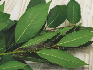 Infusión de té de laurel caliente en una taza con hojas secas, ilustrando un remedio casero para regular la glucosa y desinflamar articulaciones.