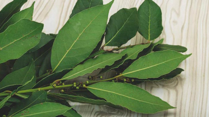 Infusión de té de laurel caliente en una taza con hojas secas, ilustrando un remedio casero para regular la glucosa y desinflamar articulaciones.