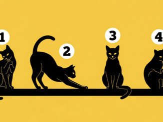 Seis ilustraciones de diferentes arquetipos de gatos (Negro, Callejero, Persa, Juguetón, Sabio). Test de personalidad para elegir el gato y descubrir el secreto de la felicidad.