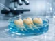 regenerar esmalte dental hidroxiapatita — dientes en placa de laboratorio con análisis científico