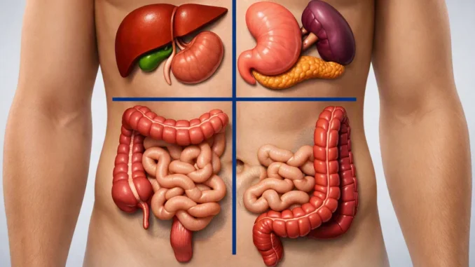 Diagrama de los 4 cuadrantes abdominales con los órganos de cada zona: hígado y vesícula, estómago y páncreas, e intestinos