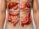 Diagrama de los 4 cuadrantes abdominales con los órganos de cada zona: hígado y vesícula, estómago y páncreas, e intestinos
